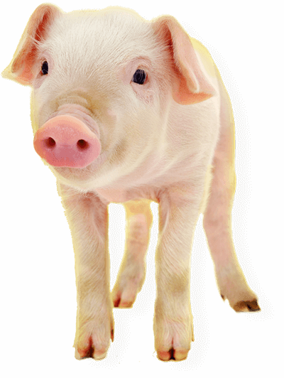 piglet@2x-opt